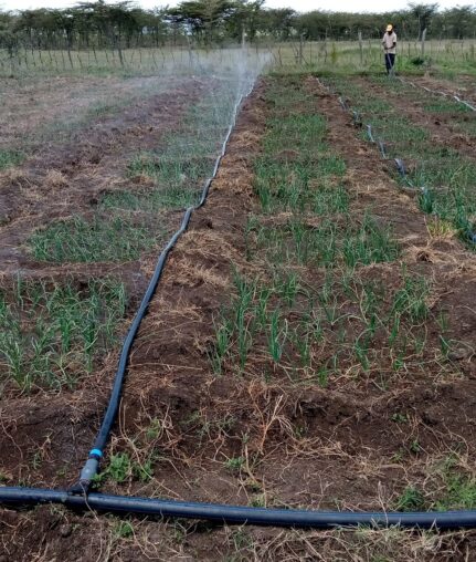 0.7 Acre Bulb Onions