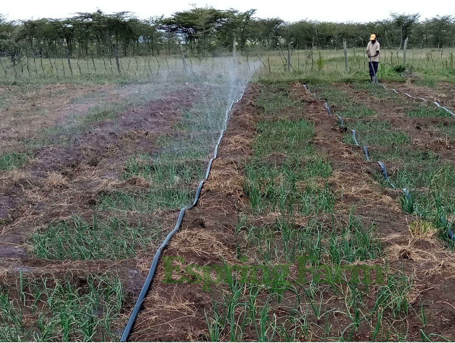 Espring Farm Gallery (13)