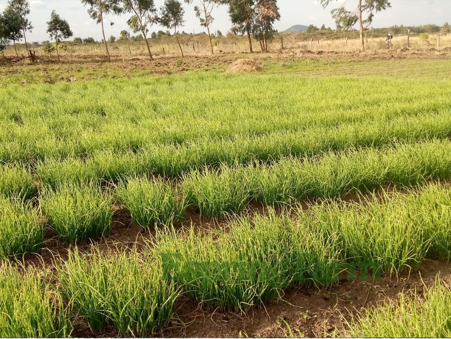 Espring Farm Gallery (14)