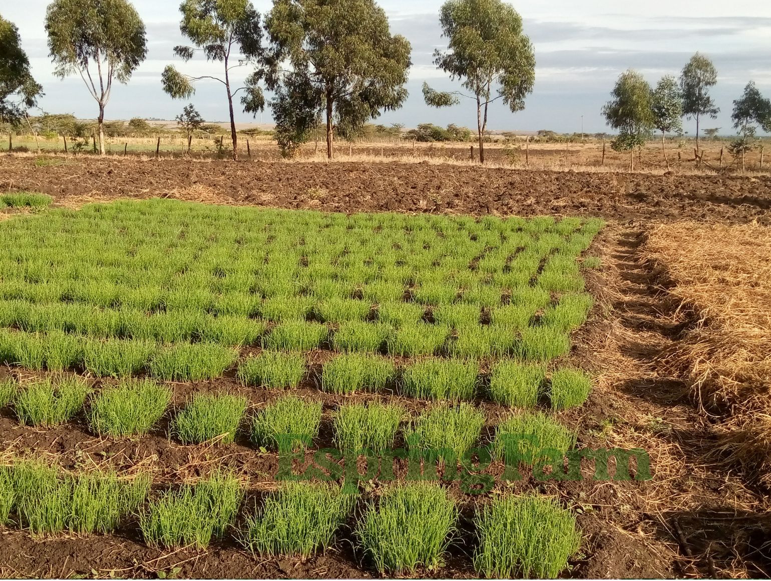 Espring Farm Gallery (15)