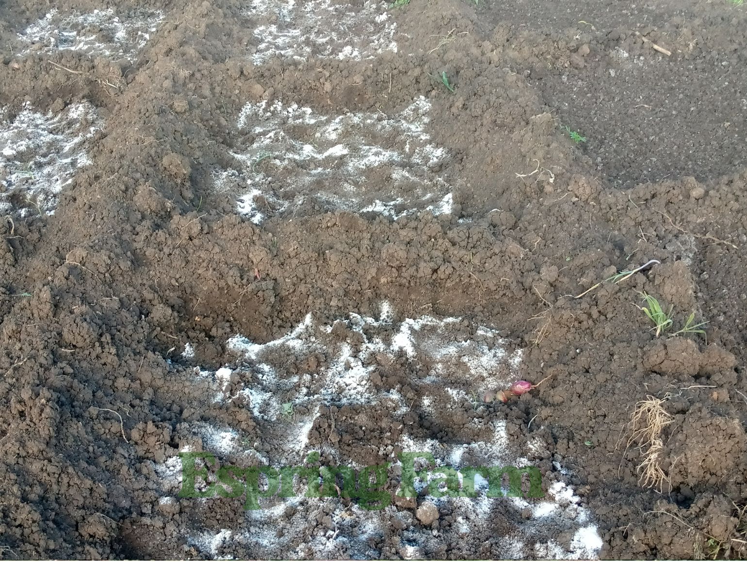 Espring Farm Gallery (16)