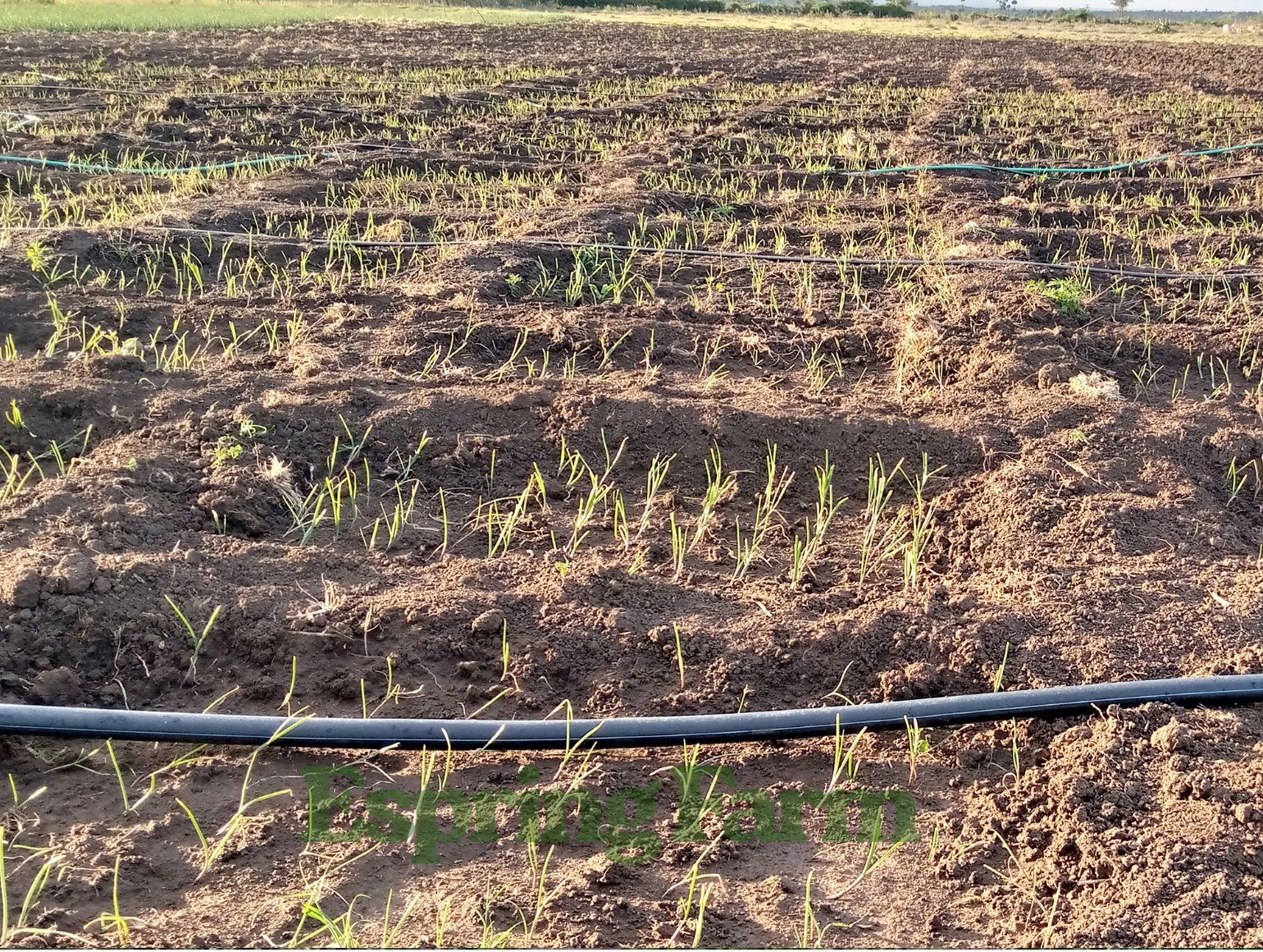 Espring Farm Gallery (17)