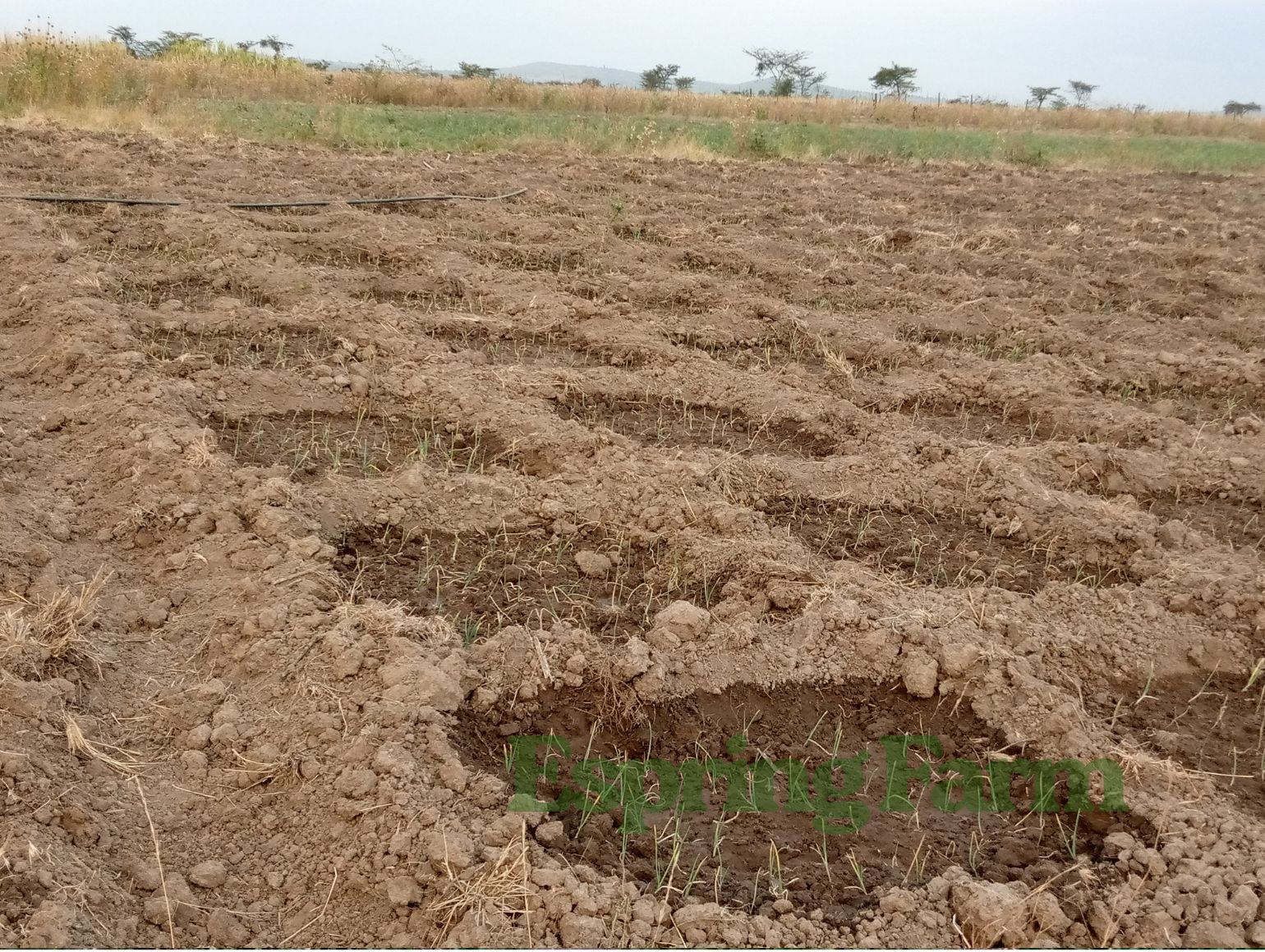 Espring Farm Gallery (19)