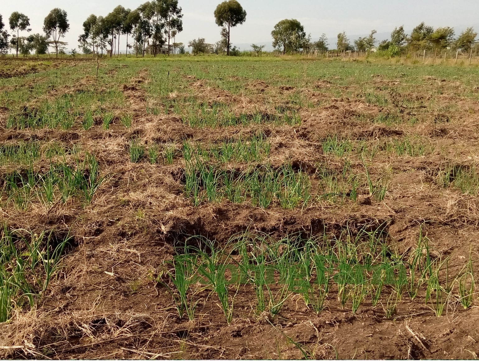 Espring Farm Gallery (4)