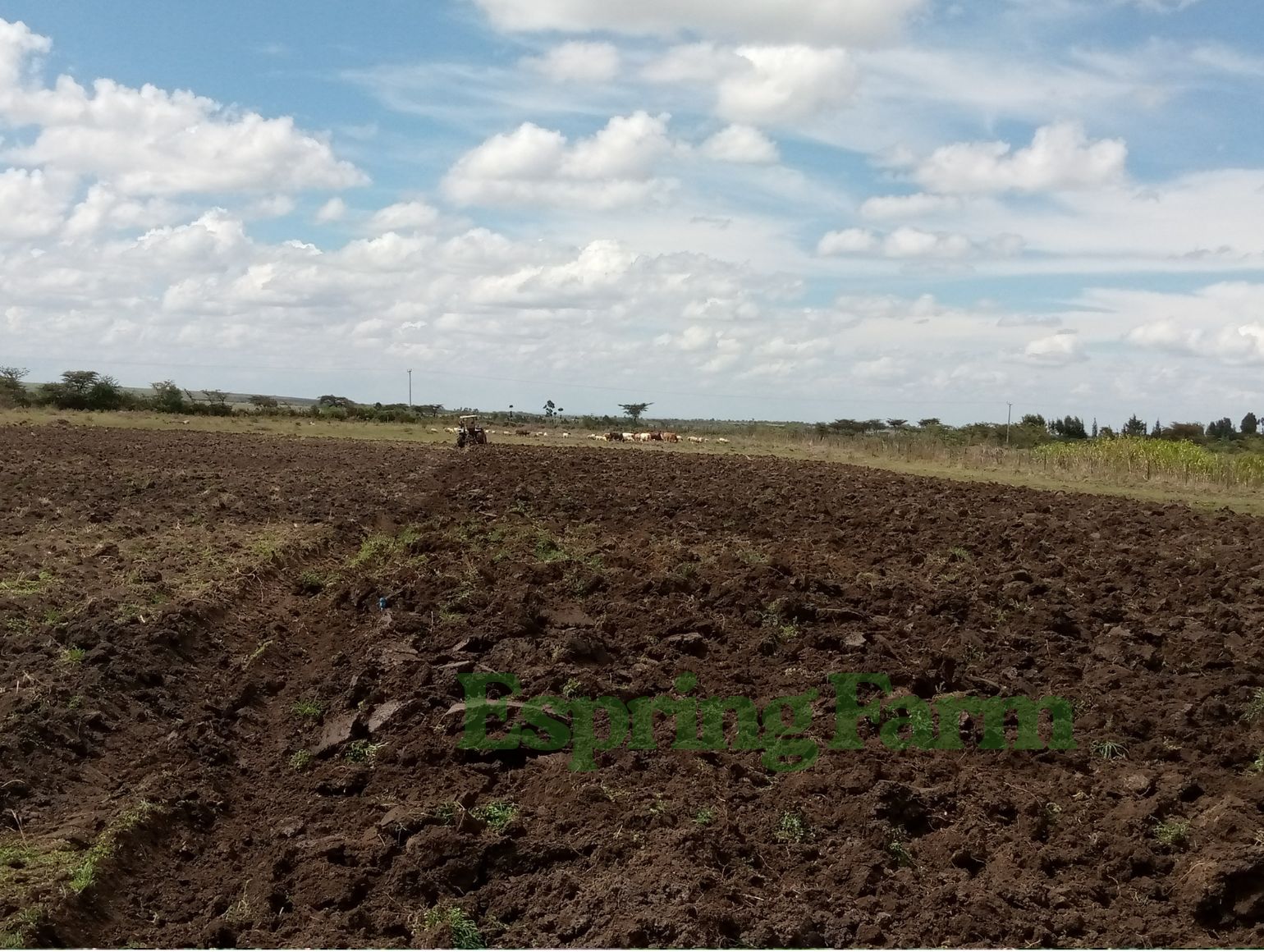 Espring Farm Gallery (6)